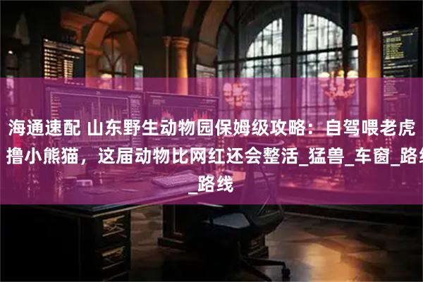 海通速配 山东野生动物园保姆级攻略：自驾喂老虎、撸小熊猫，这届动物比网红还会整活_猛兽_车窗_路线