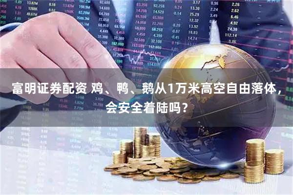 富明证券配资 鸡、鸭、鹅从1万米高空自由落体，会安全着陆吗？