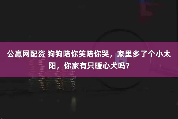 公赢网配资 狗狗陪你笑陪你哭，家里多了个小太阳，你家有只暖心犬吗？